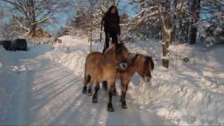 Roman Riding in Snowy Sweden with Ine Annika and 4 stallions [upl. by Aliuqahs]