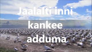 Oromo Gospel SongDasta HinsarmuGargaarsa bara ijoollummaa [upl. by Anilemrac]