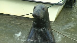 Sammy the Seal makes a Splash in Wicklow Town [upl. by Kore]