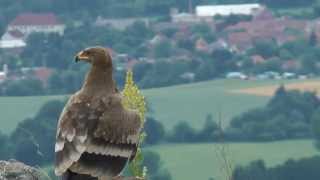 Orel stepní  kroužení na lichnici [upl. by Salim]