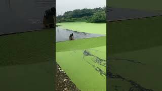 Duckweed Removing Process [upl. by Thessa532]