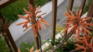 My Aloe Saponaria in beautiful flowers [upl. by Akinajnat]