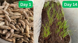 How to Grow Cumin Jeera From Seed to Plants [upl. by Sandra]