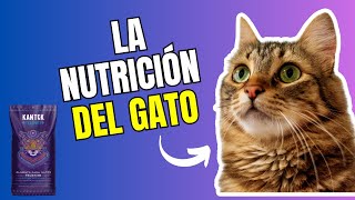 😻🐈‍⬛Croquetas para Gatos Nutrición Felina Esencial Explicada [upl. by Cirtemed]