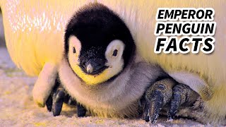 Emperor Penguin Facts the BIGGEST Living Penguin  Animal Fact Files [upl. by Kassandra697]