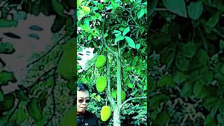 How to feature the farm jack fruit going to harvest 018Short jack fruit [upl. by Muhammad]