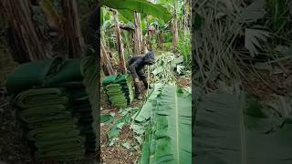 Special uses of Thai banana leaves funfacts [upl. by Sachs]