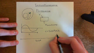 Introduction to Immunofluorescence Part 1 [upl. by Odrareve25]