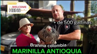 Brahma Colombia  Un Ensueño En gallinas Marinilla Antioquia quotSoñando Despierto quot [upl. by North]