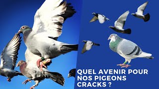 Quel avenir pour nos pigeons cracks [upl. by Dronski]