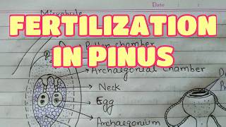 Fertilisation in Pinus  Gymnosperms [upl. by Adym737]