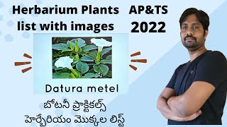 Herbarium Plants list with images  Inter Botany Practical 2022  AP amp TS [upl. by Rehpotsirhk]