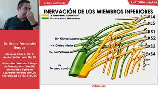 Anatomía Humana FÁCIL Inervación de los miembros inferiores  Ciencias básicas  Villamedic [upl. by Ardnuahc]