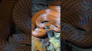 Exploring the Amazon rainforest at night youtubeshortsanimalswildlifejungleviral [upl. by Noxas819]