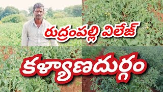 new tomato crop information tomato crop informationnew tomato plantation information [upl. by Siddra]