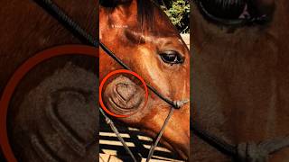 The Painful Truth Behind Horse Branding🫣 shortsfeed horseenthusiast [upl. by Akimit]