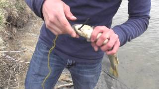 How to Use a Fishing Stringer Keeping Fish Alive While Fishing   Different Types [upl. by Stan]