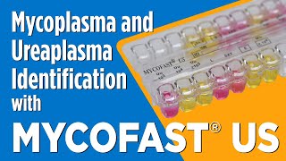 MYCOFAST® US for Mycoplasma and Ureaplasma Identification [upl. by Kutzer950]