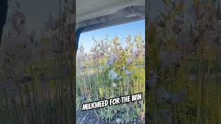 What’s your favorite way to find wind direction hunting milkweed bbd [upl. by Aiderfla]