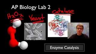 AP Biology Lab 2 Enzyme Catalysis [upl. by Eneleahcim659]