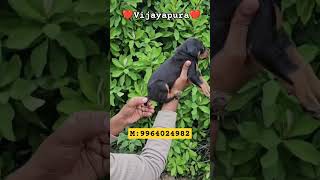 DOBERMAN PUPPIES AVAILABLE 🐶🔥☎️9964024982 bijapur vijaypur vijayapura puppies puppy pets [upl. by Premer854]