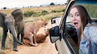 MY FIRST EVER AFRICAN SAFARI Lions MATING in Mikumi Tanzania 😱 [upl. by Tressa]