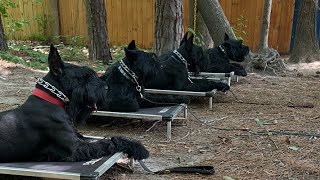 Giant Schnauzers in Group Training Watch These 5 Dogs Learn and Play  RoyalGiantSchnauzerscom [upl. by Oralee]