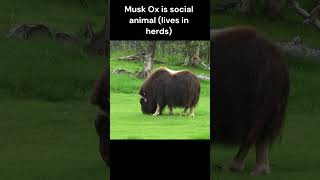 Musk Ox  Fun Facts [upl. by Ecyor173]