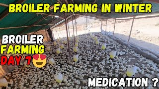 Broiler farming in winter ascites problem 😢😱  broiler farming day 7 update feed and medication 🤑❤️ [upl. by Salesin]