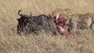 Hyenas Eat Wildebeest Alive While Giraffe 🦒 Is Watching NOT FOR SENSITIVE VIEWERS [upl. by Nryhtak]