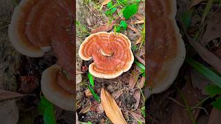 Harvest big mushroom shorts mushroom harvest farming [upl. by Edmanda]