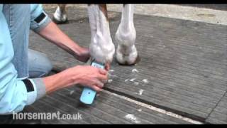 How to trim feathers and fetlocks [upl. by Allertse]