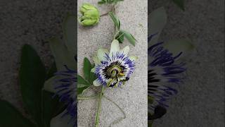 YouTubeCreatorCommunity Maracuja Passiflora edulis Passionsblume Passionsfrucht caerulea essbar [upl. by Alejo919]