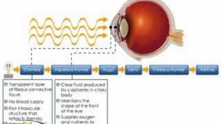 Physiology of the Cornea [upl. by Ellehcsar]