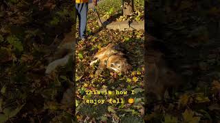 Czar enjoying the fall leaves 🍁 trendingshorts doglovers canada shortvideo [upl. by Clower]