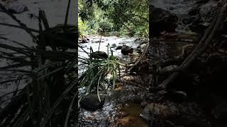 Hidden spot in vagamonnature stream vagamon vagamon pine foresttrending kerala travel [upl. by Lerual]