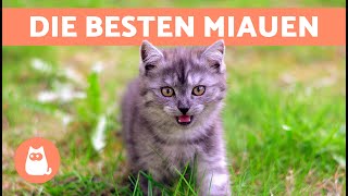 Die besten KATZENMAUZEN VIDEOS 🐱🐾 Wütende glückliche und lustige Mauzende Katzen [upl. by Horbal]