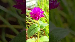 gomphrena grown from seed [upl. by Brandyn659]