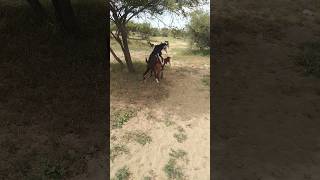 Beautiful goat eating leaves in the desert [upl. by Pris]