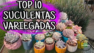 MI TOP 1O SUCULENTAS FAVORITAS Y SU VERSION VARIEGADA [upl. by Ahsienar194]