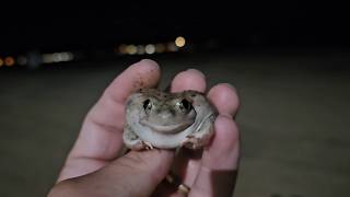 Great Basin Spadefoot Toad [upl. by Rahm803]