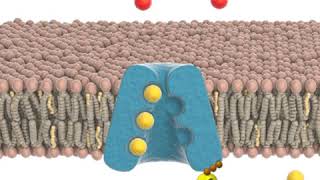 2Minute Neuroscience SodiumPotassium Pump [upl. by Sternberg]