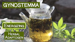 Gynostemma Tea An Energizing Herbal Adaptogen [upl. by Anselm]