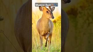 Muntjac Deer The Barking FangWielding Stealth Master 🦌🐾 Muntjac Wildlife CuriousFaunaquot [upl. by Dent]