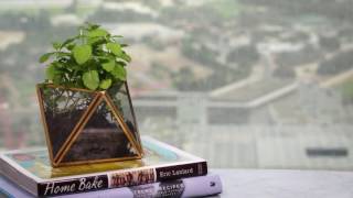 How to grow mint indoors [upl. by Slen632]