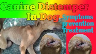 Canine Distemper in Dogs  CD in dogs  Diagnosis prevention and Treatment of CD in Dog [upl. by Karilynn]