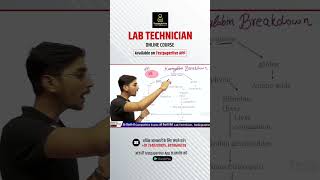 Haemoglobin breakdown  lab techninian classes Dmlt  drt dott haemoglobin breakdown [upl. by Inaflahk]