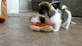 Lhasa Apso Puppies Mercedes Houston amp Phoenix [upl. by Hakceber]