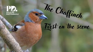 The Chaffinch Wildlife Photography [upl. by Yenatirb]