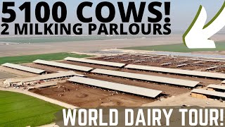 Milking 5100 Holsteins in 2 Double 30 Milking Parlours Part 1 [upl. by Eenahpets796]